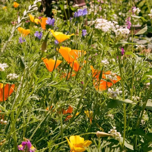 Blumenwiese Honigtraum – Bild 8