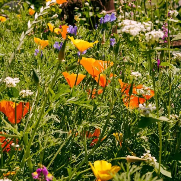 Blumenwiese Honigtraum – Bild 7