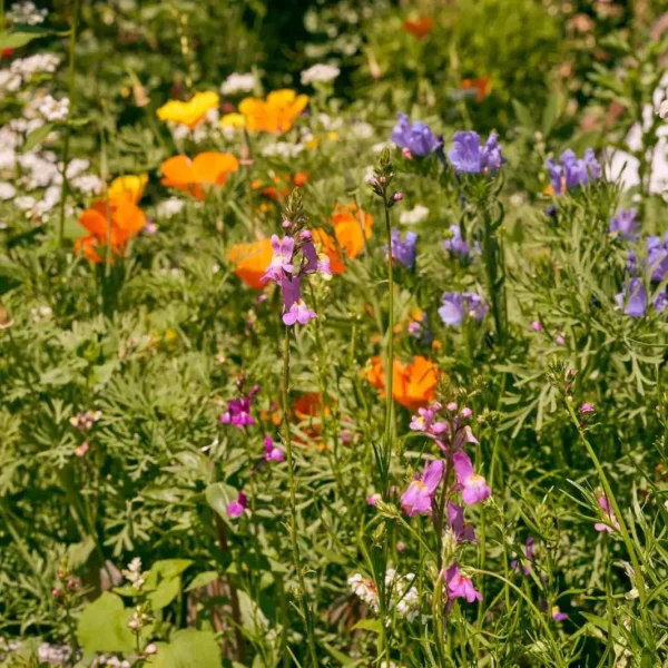 Blumenwiese Honigtraum – Bild 6