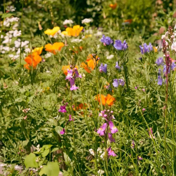 Blumenwiese Honigtraum – Bild 5