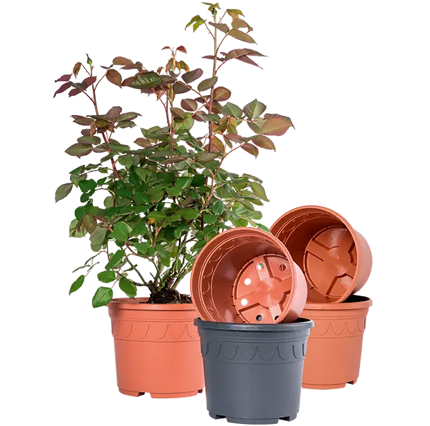 Genua-Dekorcontainer-bepflanzt