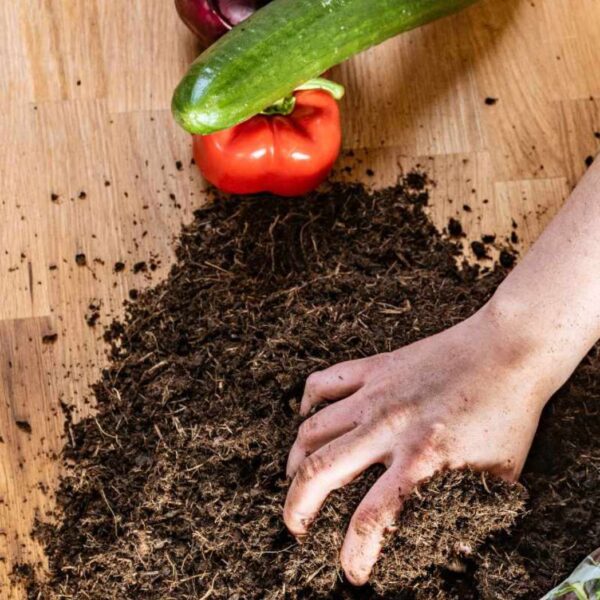 Bio Hochbeeterde beim pflanzen von Gurken und Paprika.