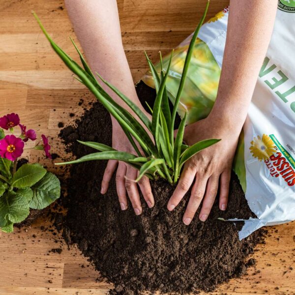 Les mains pour planter des plantes ornementales avec le terreau horticole de Terre Suisse.