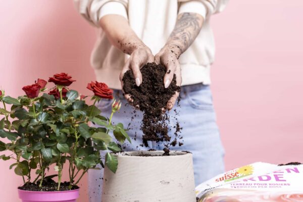 Terreno per rose proveniente da Terre Suisse.
