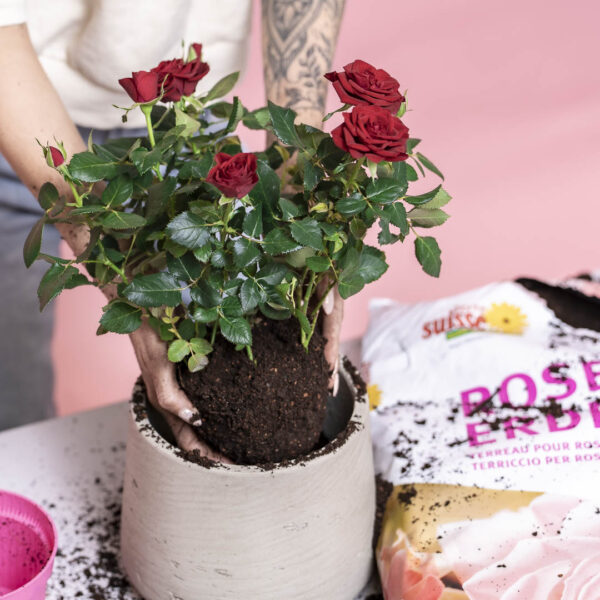 Piantare con terriccio per rose di Terre Suisse.
