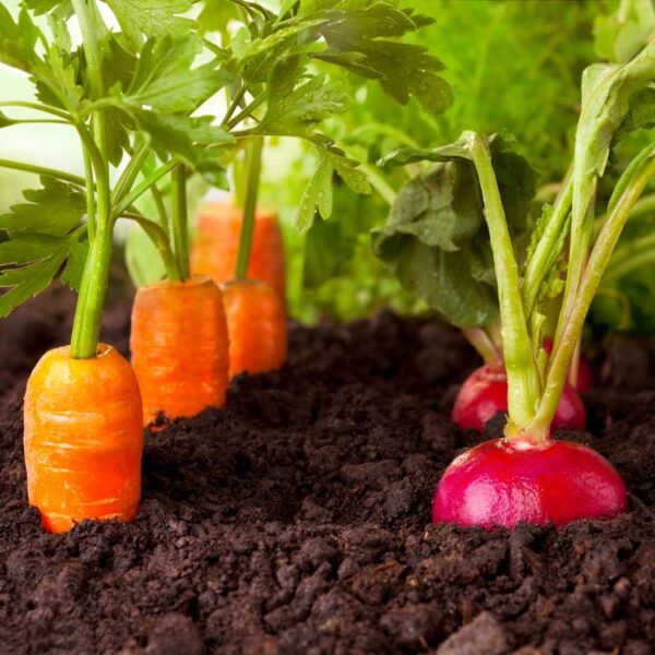 Carottes et radis dans le terreau pour planches surélevées Terre Suisse