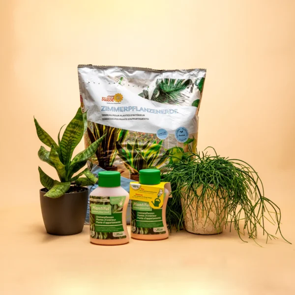 Set de plantes d'intérieur